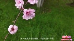 户外跳蛋阅读戒色宝典 忍不住了蹲在草地自慰精彩截图06